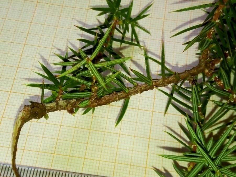Aghi juniperus deltoides.jpg