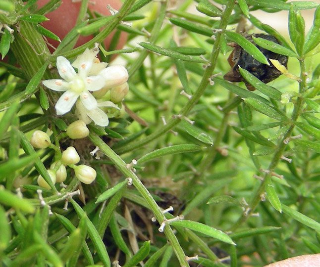 Asparagus densiflorus (4).jpg