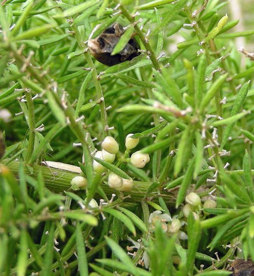 Asparagus densiflorus (6).jpg