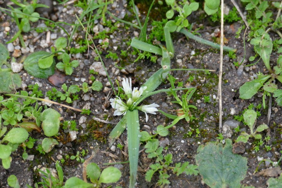 Allium chamaemoly- Oschiri-1.JPG
