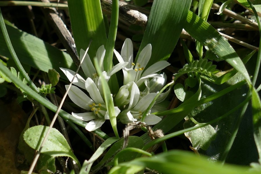 Allium chamaemoly.JPG