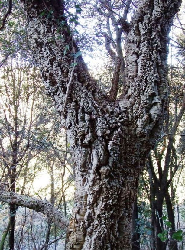 Quercus suber .jpg