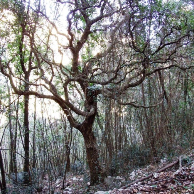 Quercus suber L.jpg