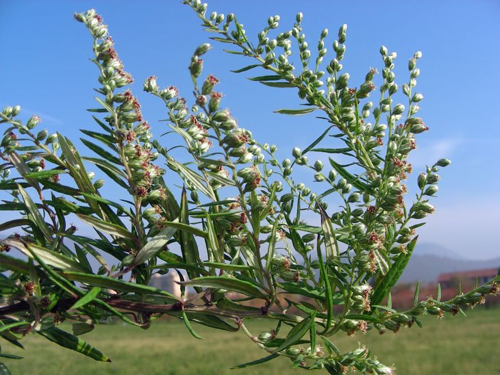 Artemisia vulgaris (1).JPG