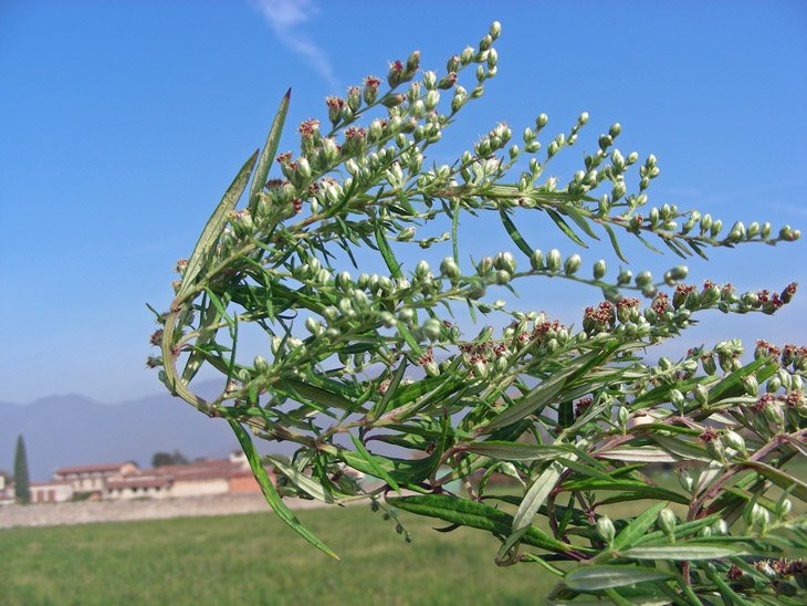 Artemisia vulgaris (2).JPG