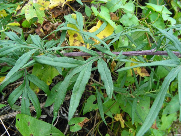 Artemisia vulgaris (3).JPG