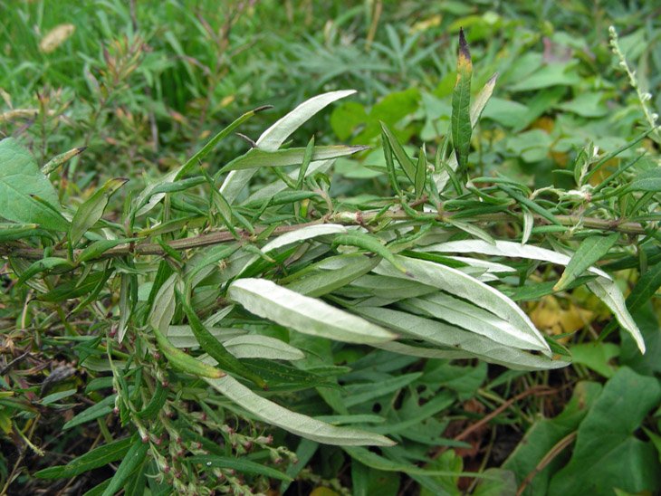Artemisia vulgaris (4).JPG
