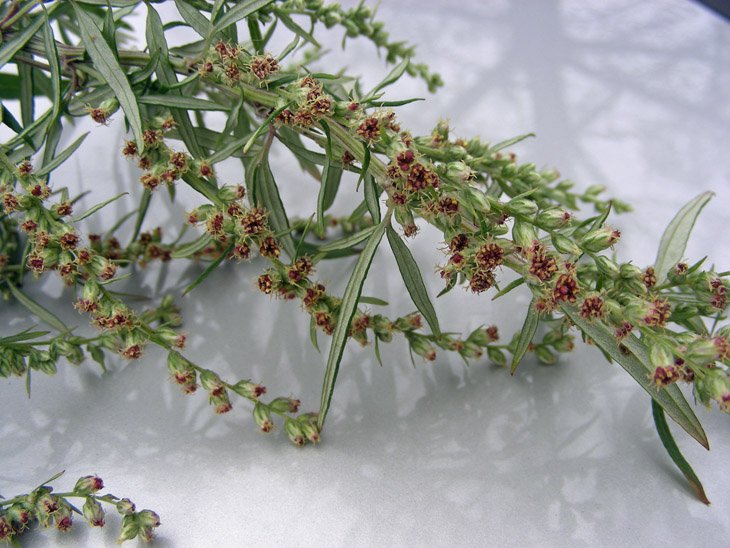 Artemisia vulgaris (5).JPG