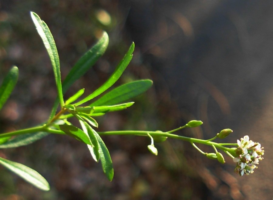 Lepidium graminifolium L.-Erba da sciatica-16-12-13 040.JPG