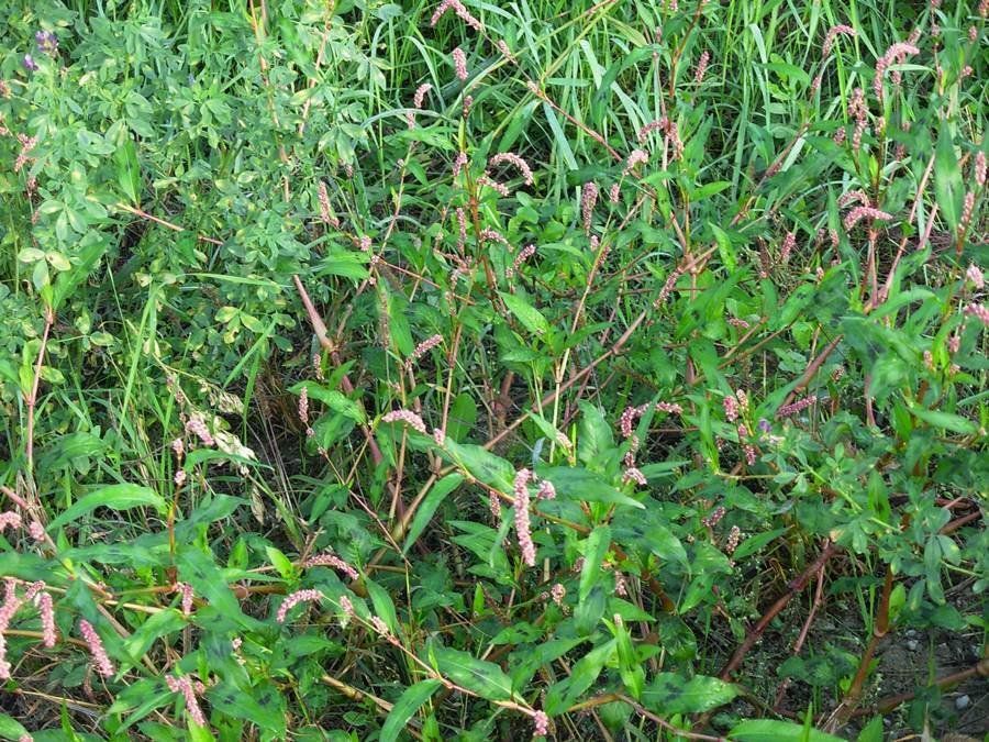 Persicaria lapathifolia (L.) Delarbre-02-11-15 (5).JPG
