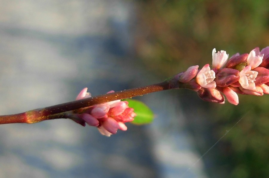 Persicaria lapathifolia (L.) Delarbre-02 nov 2015 (12).JPG