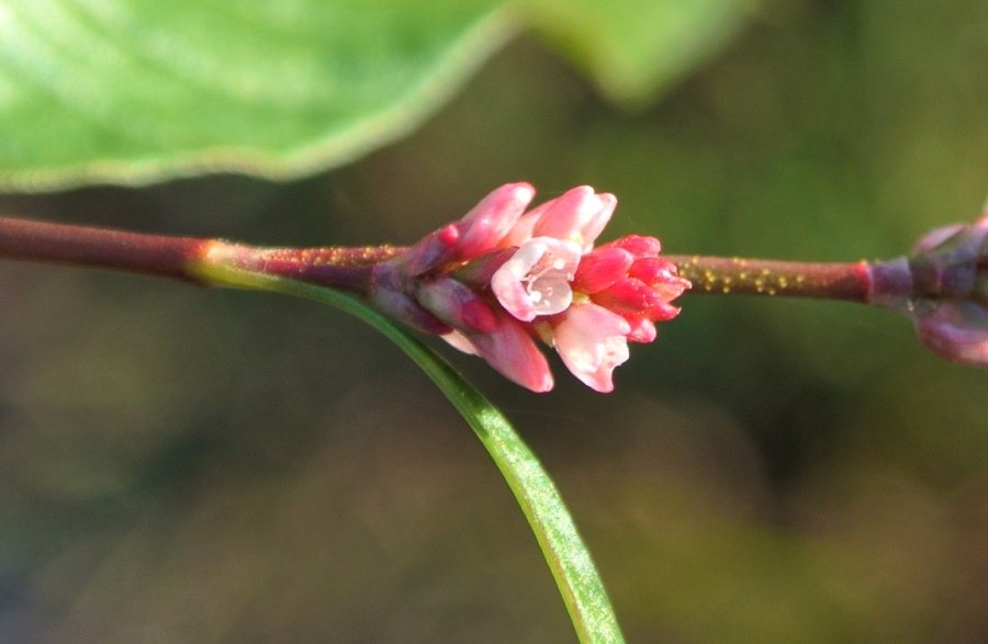 Persicaria lapathifolia (L.) Delarbre-2 nov 2015 (57).JPG