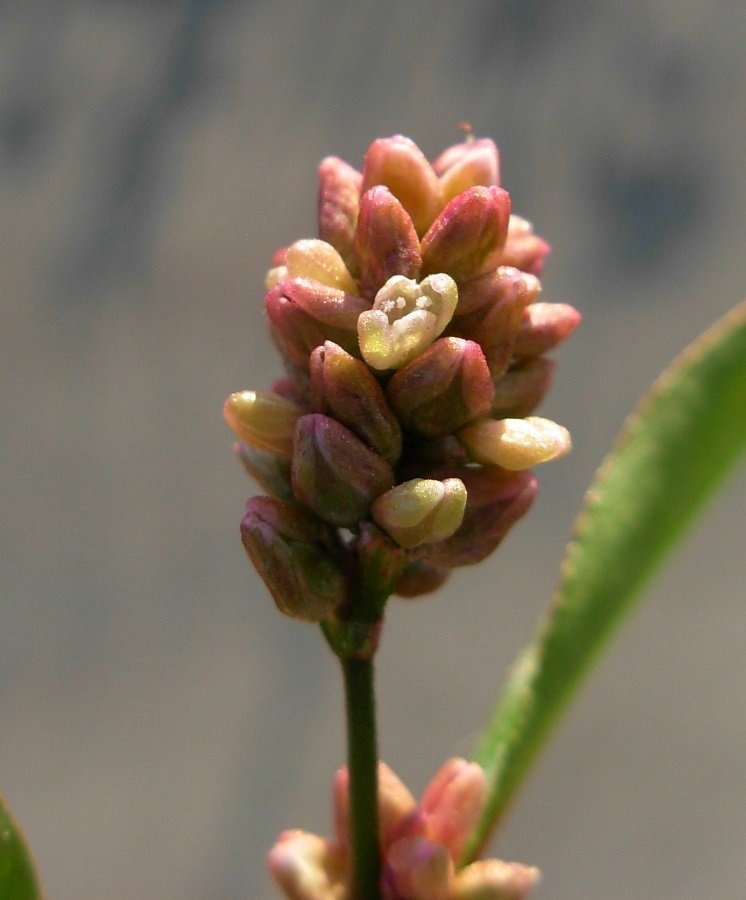 Persicaria lapathifolia (L.) Delarbre-02 nov 2015 (2).JPG