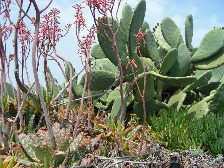Aloe maculata (2).JPG