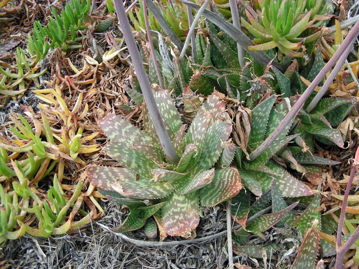 Aloe maculata (3).JPG