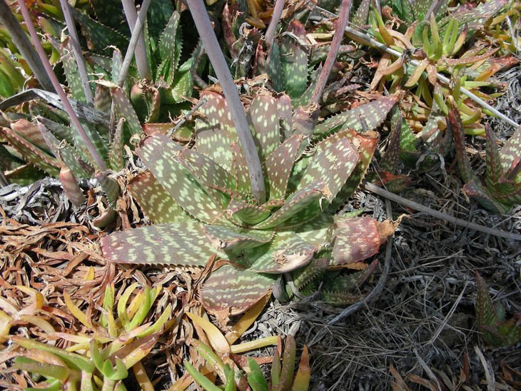 Aloe maculata (4).JPG