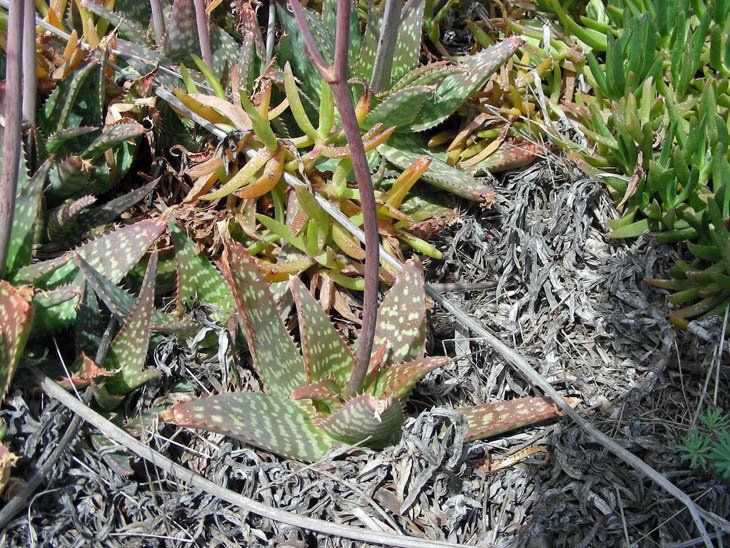 Aloe maculata (5).JPG