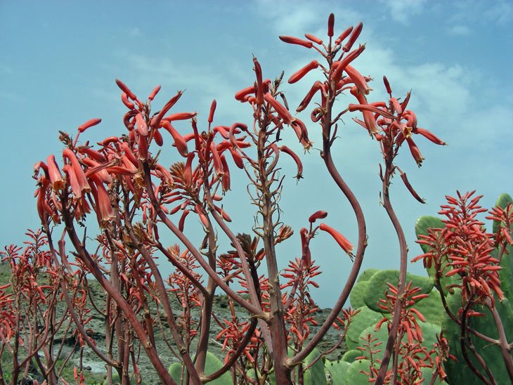 Aloe maculata (6).JPG