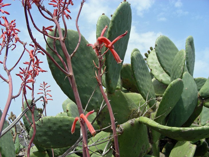 Aloe maculata (7).JPG