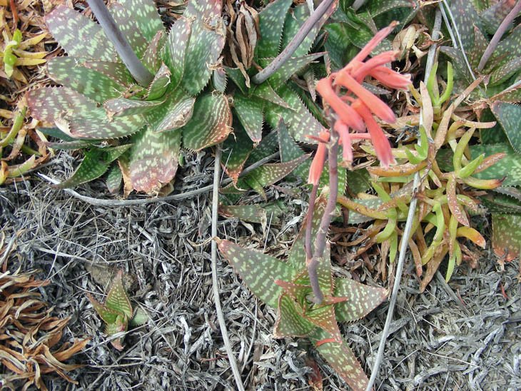 Aloe maculata (8).JPG