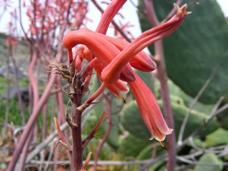 Aloe maculata (9).JPG