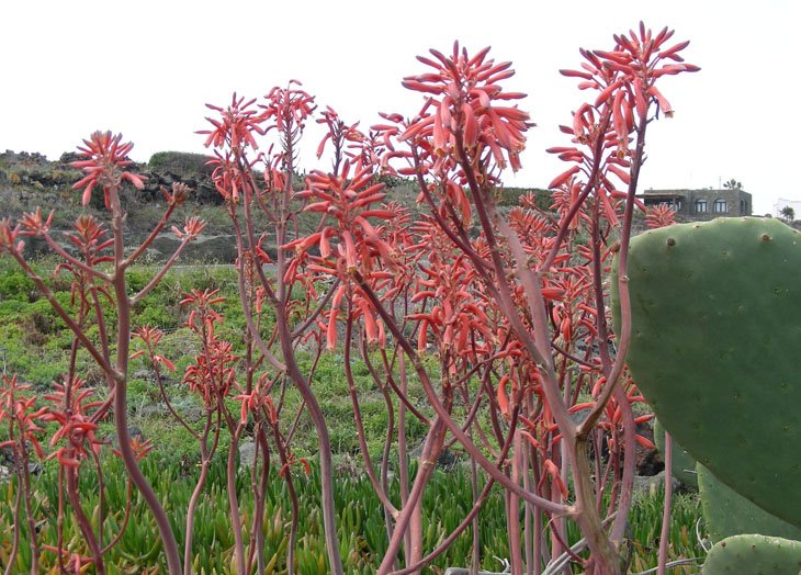 Aloe maculata (10).jpg