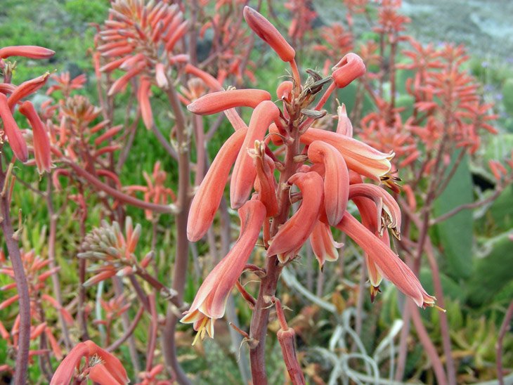 Aloe maculata (11).JPG
