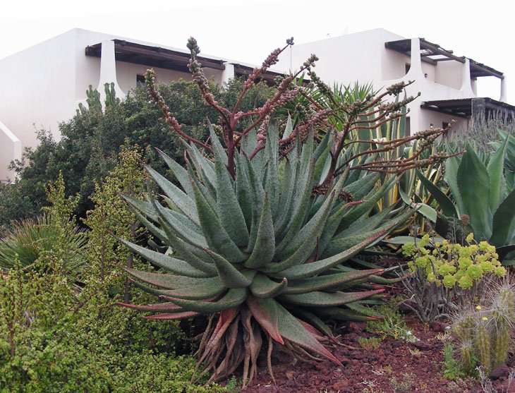Aloe marlothii (2).jpg