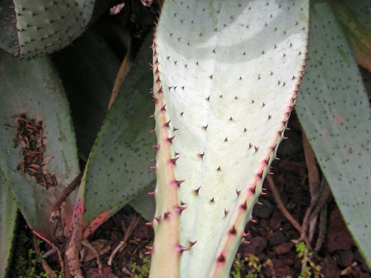 Aloe marlothii (10).JPG