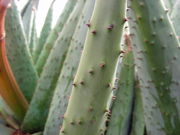 Aloe marlothii (11).JPG