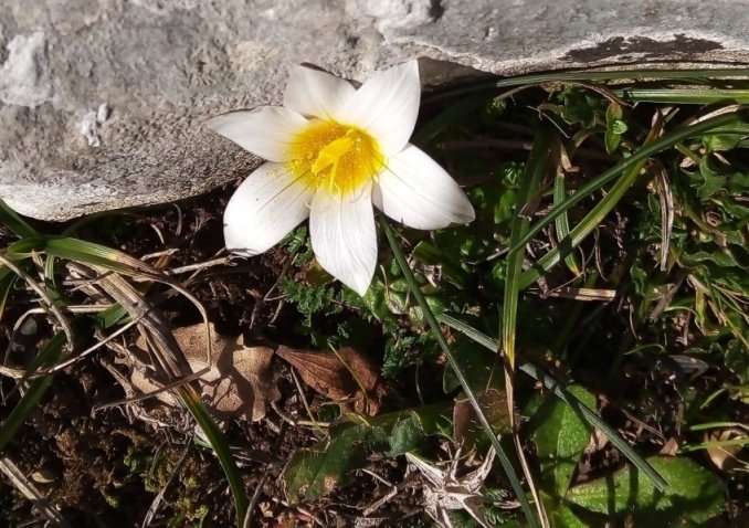 Romulea bulbocodium (L.) Sebast. & Mauri.jpg