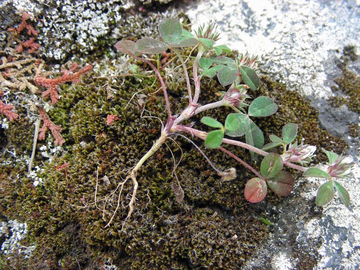 Trifolium scabrum (2).JPG