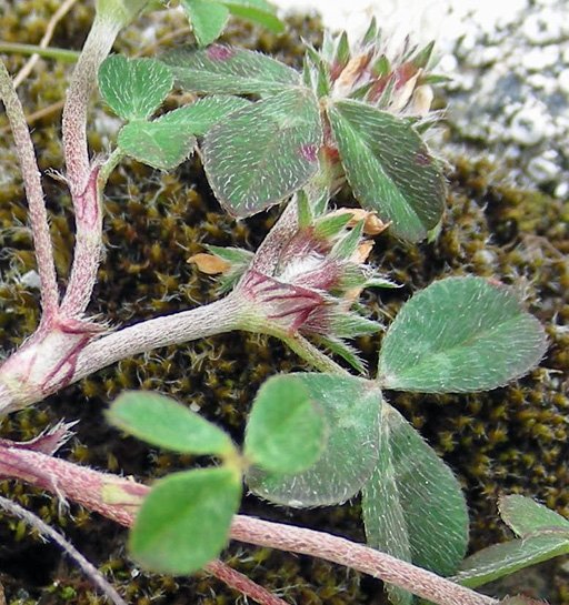 Trifolium scabrum (3).jpg