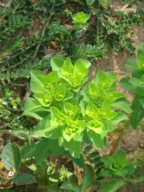 Euphorbia helioscopica (1) - Copia.JPG