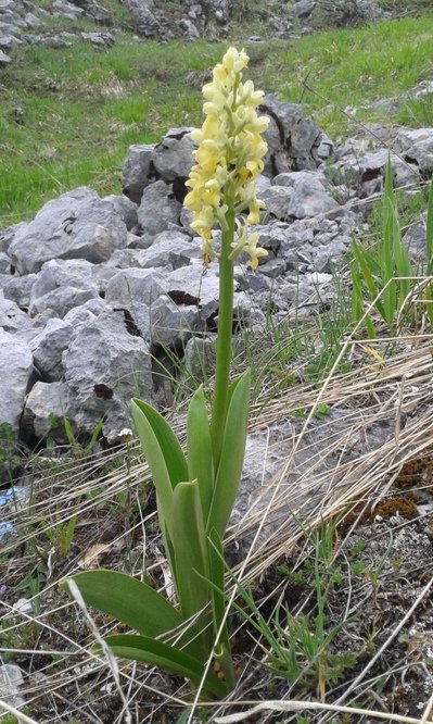 Orchis pallens L. (a).jpg