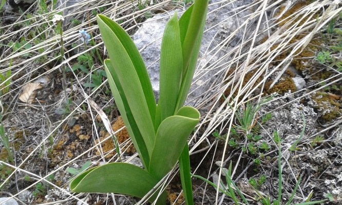 Orchis pallens L. (b).jpg