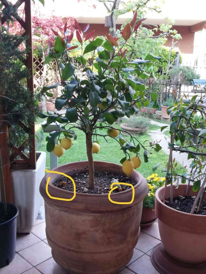 Funghi cresciuti nello stesso vaso in cui si trova il limone.jpeg