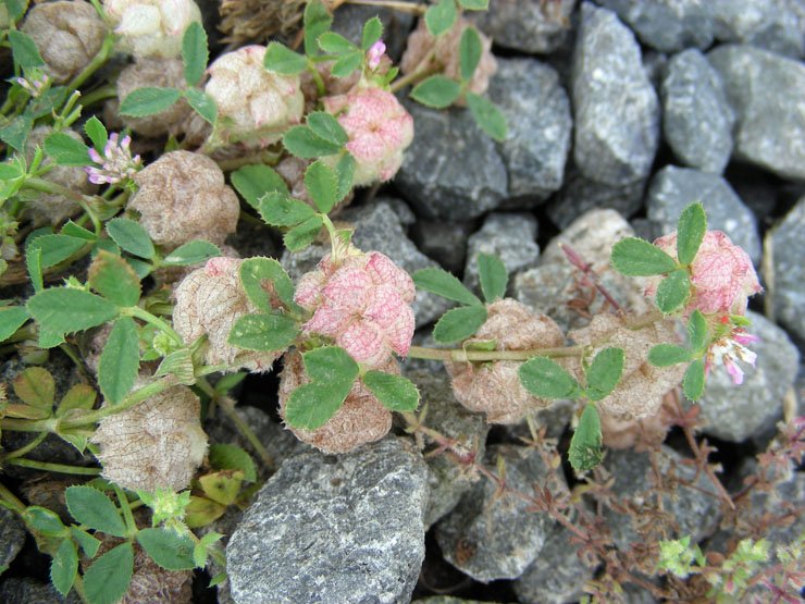 Trifolium fragiferum (2).JPG