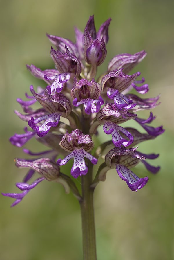 Orchis x angusticruris 2.jpg