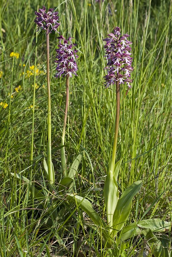 Orchis x angusticruris 6.jpg