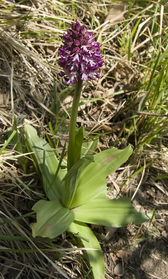 Orchis x angusticruris 11.jpg