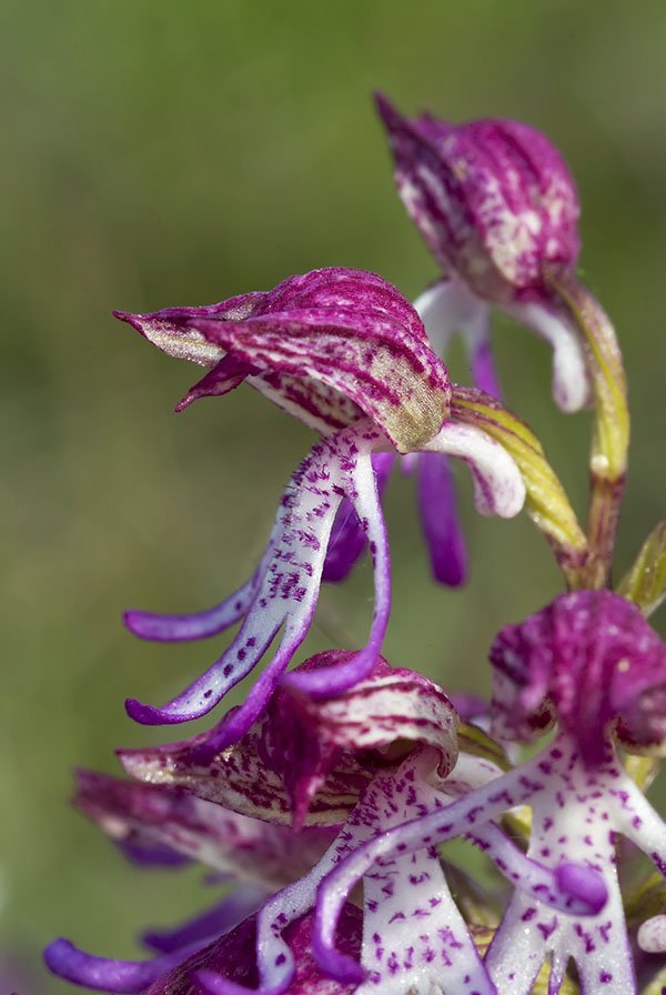 Orchis x angusticruris 13.jpg
