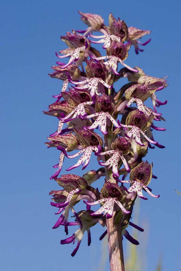 Orchis x angusticruris 14.jpg