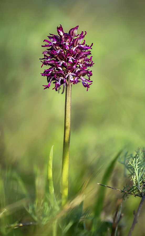 Orchis x angusticruris 15.jpg