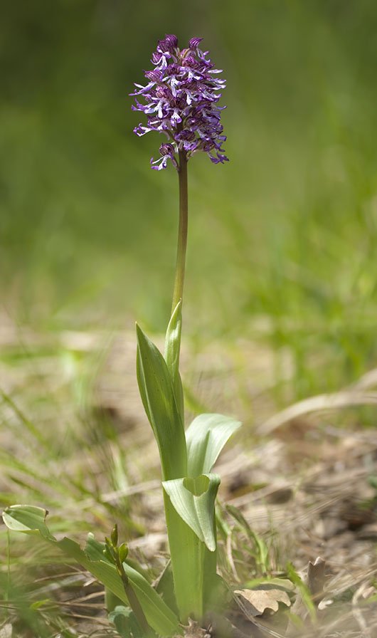 Orchis x angusticruris 16.jpg