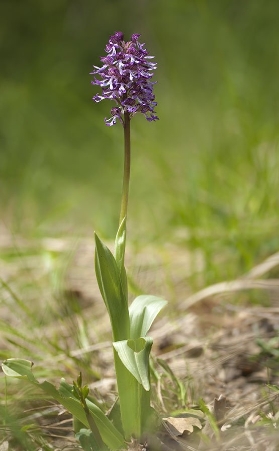Orchis x angusticruris 18.jpg