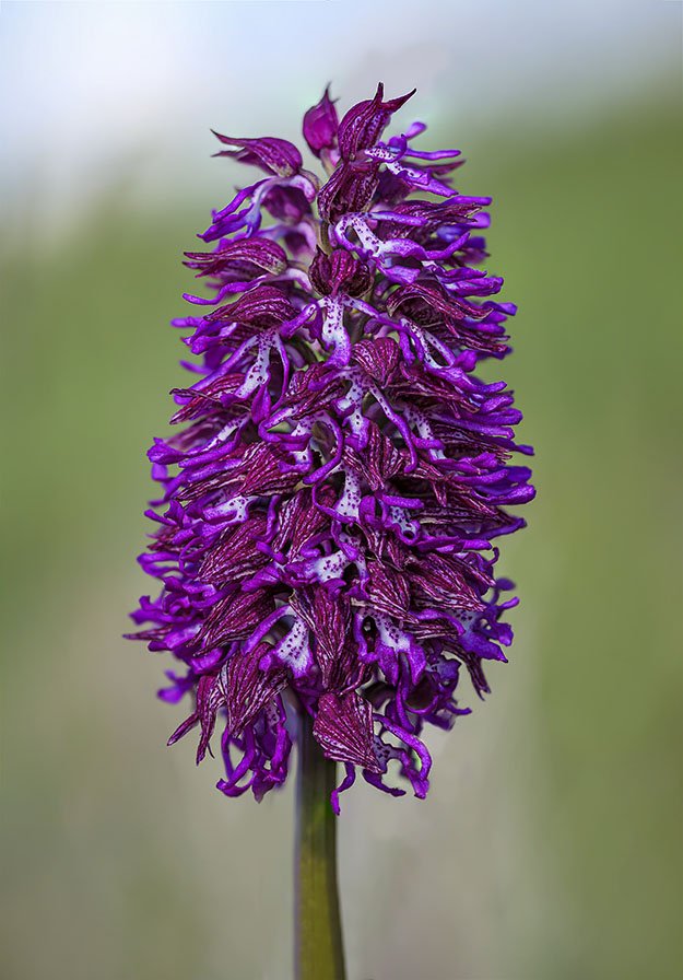 Orchis x angusticruris 22.jpg