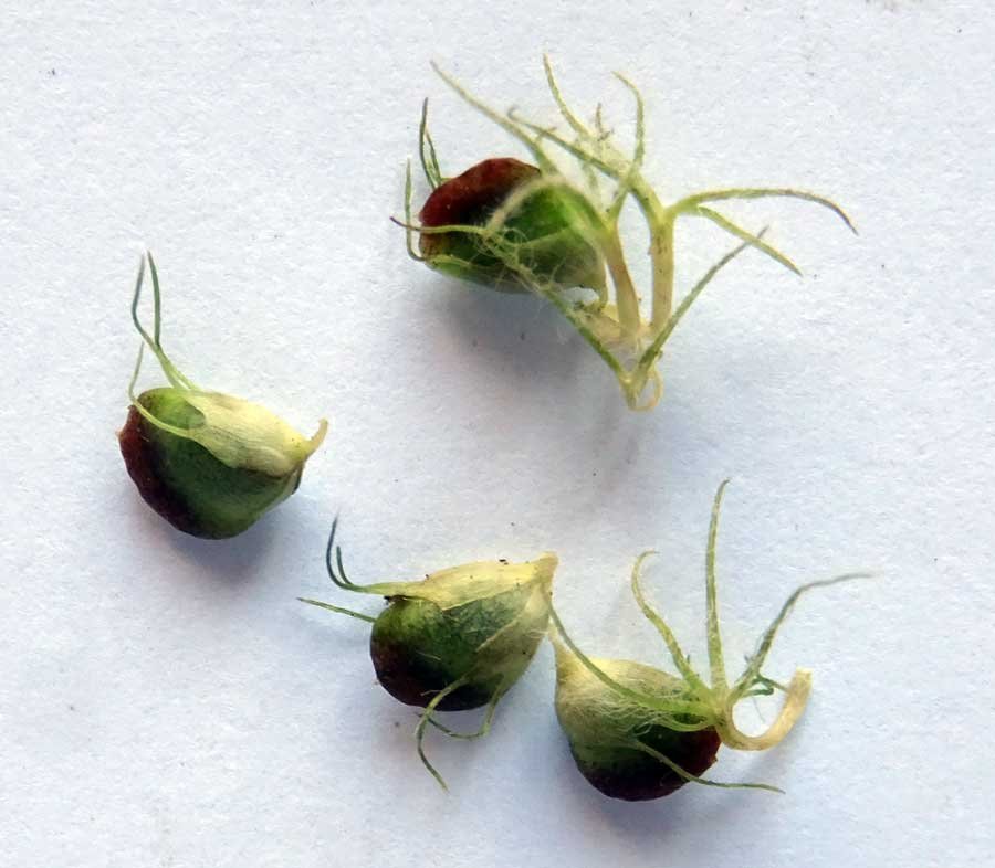 Trifolium-subterraneum-L.jpg