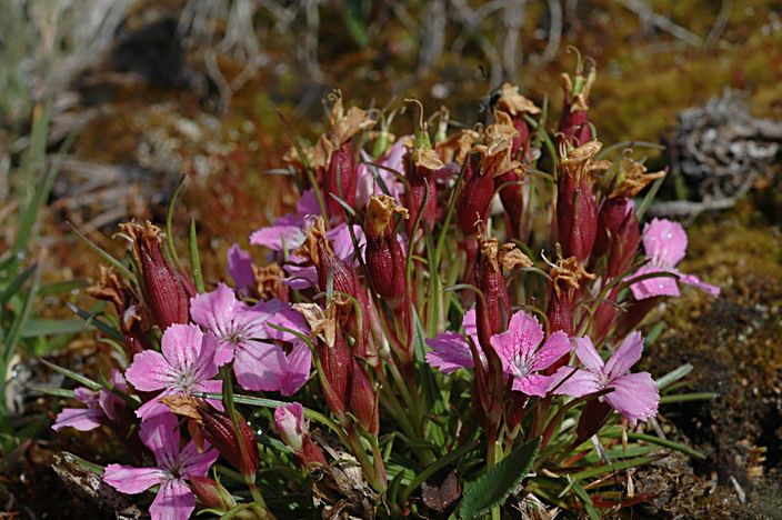 Dianthus glacialis Haenke subsp. glacialis