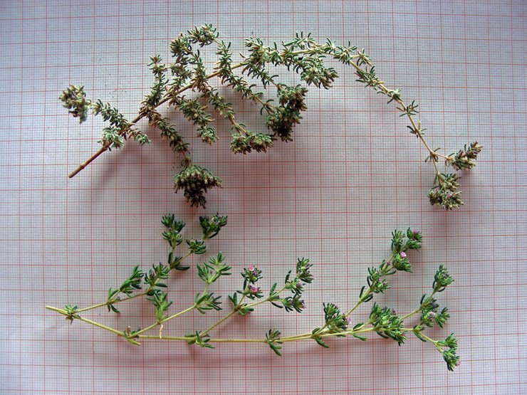 Frankenia hirsuta (in alto)-Frankenia laevis (in basso) (1).JPG